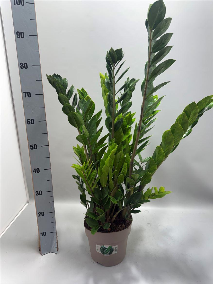 Горшечные цветы и растения оптом Zamioculcas 8+ от 1шт из Голландии с доставкой по России