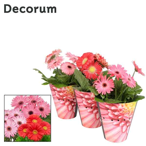Горшечные цветы и растения оптом Gerbera Pink 2+ Potcover (decorum) от 9шт из Голландии с доставкой по России