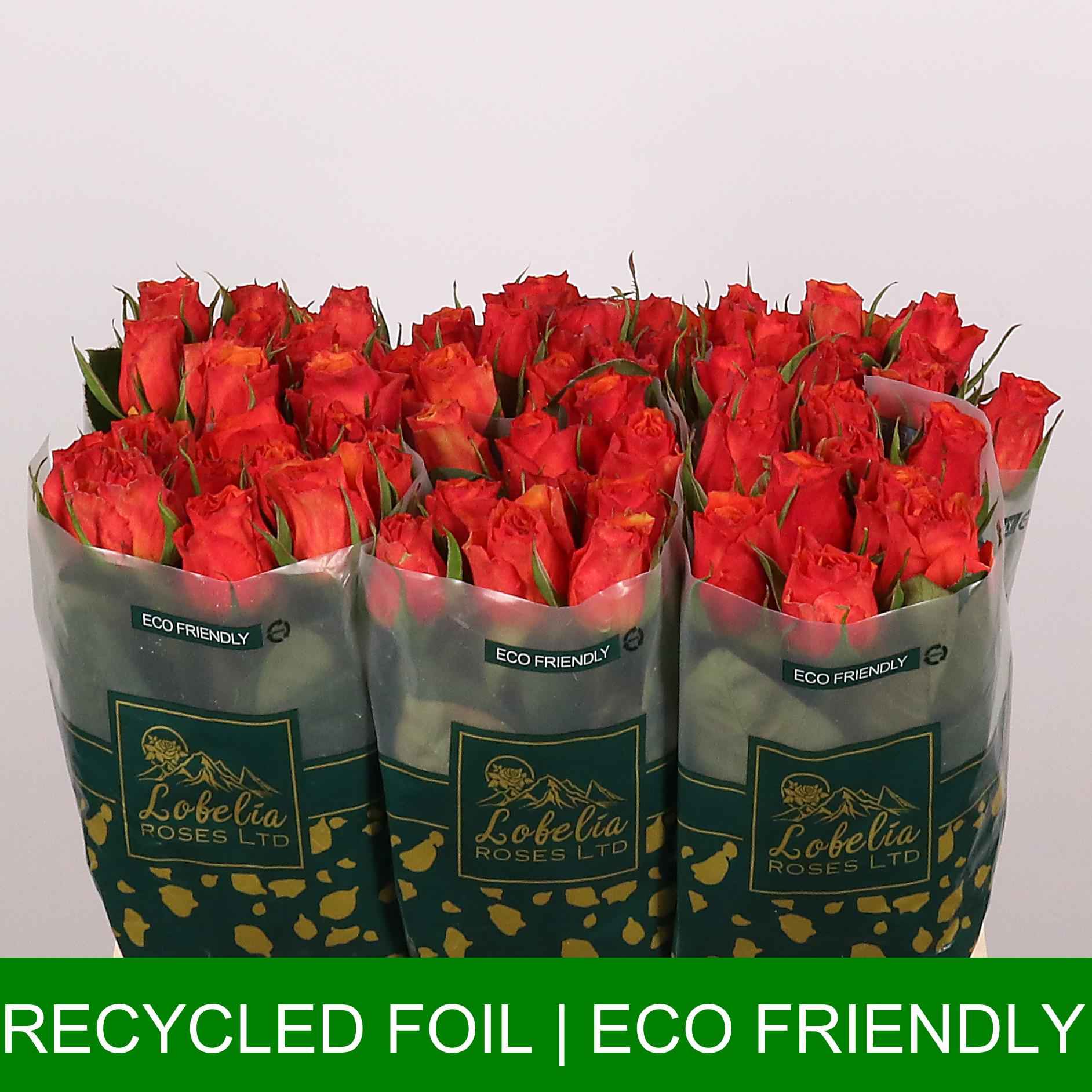 Срезанные цветы оптом Rosa la devoted от 60шт из Голландии с доставкой по России