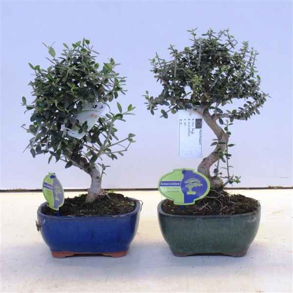 Горшечные цветы и растения оптом Bonsai Olea Sylvestris от 7шт из Голландии с доставкой по России