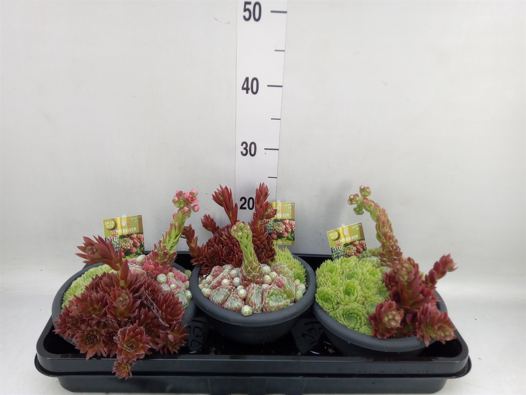 Горшечные цветы и растения оптом Sempervivum   ... от 3шт из Голландии с доставкой по России