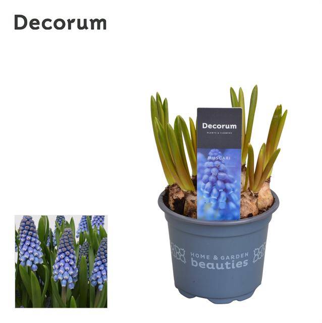 Горшечные цветы и растения оптом Muscari Big Smile (decorum) от 18шт из Голландии с доставкой по России