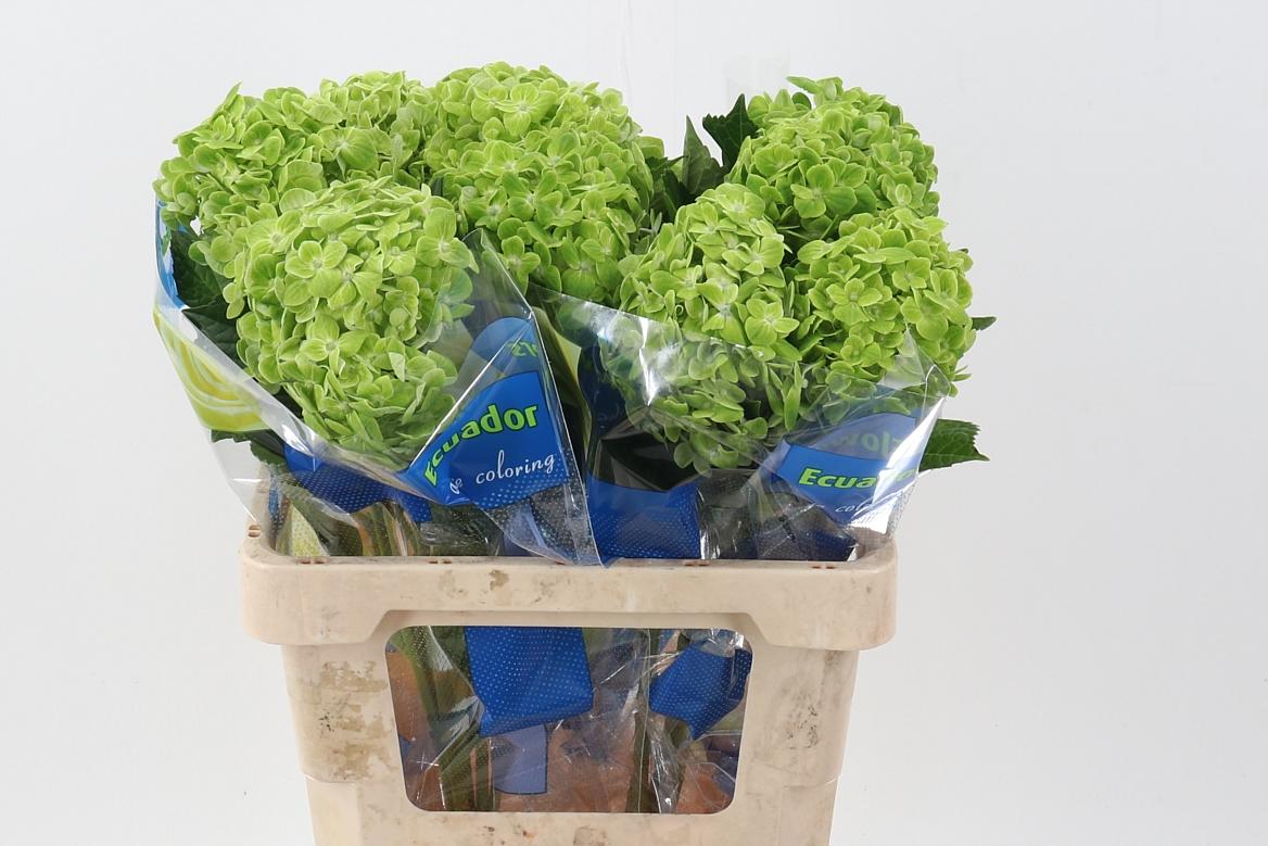 Срезанные цветы оптом Hydrangea shamrock green A от 10шт из Голландии с доставкой по России