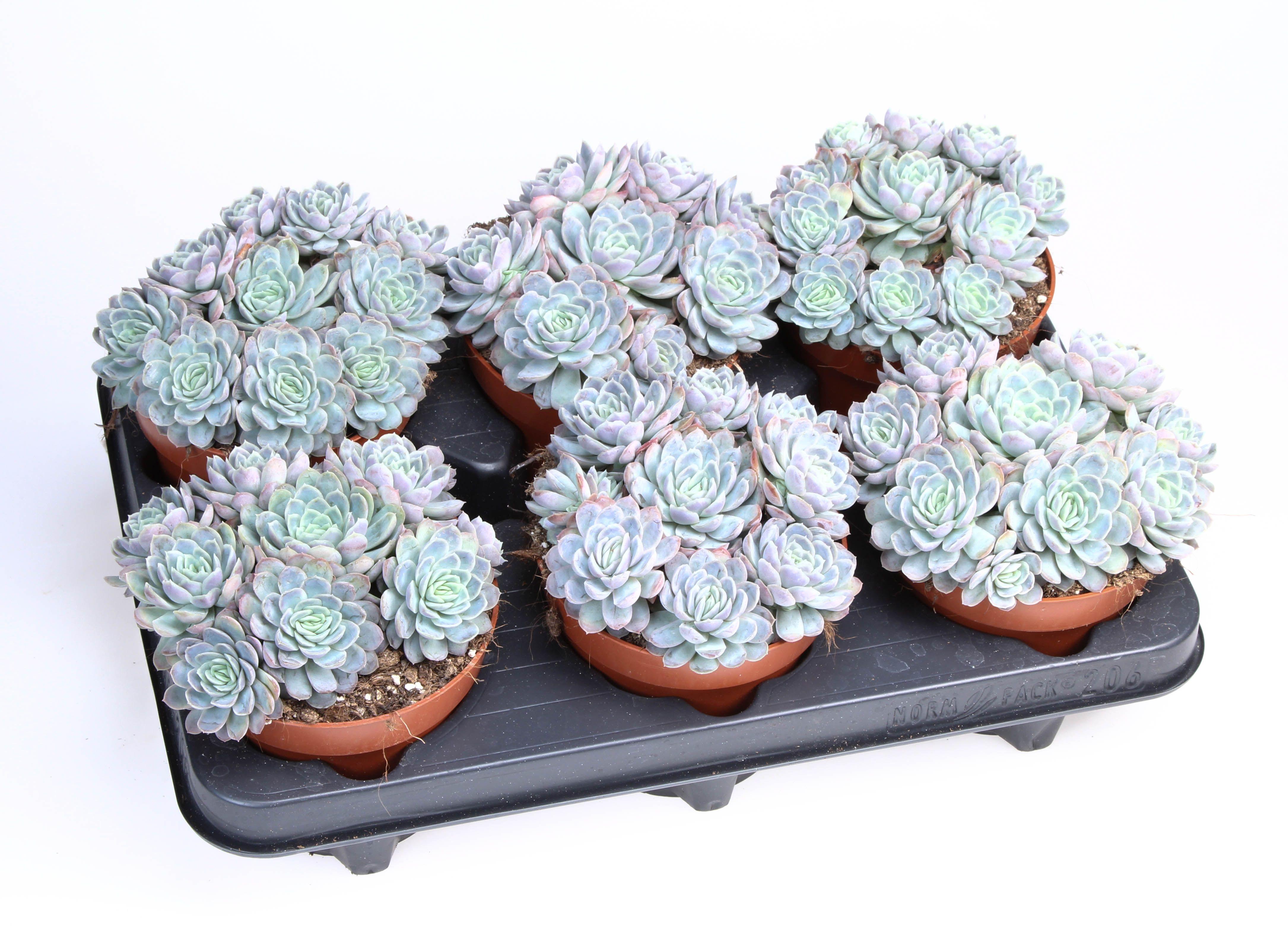 Горшечные цветы и растения оптом Echeveria Elegans от 6шт из Голландии с доставкой по России