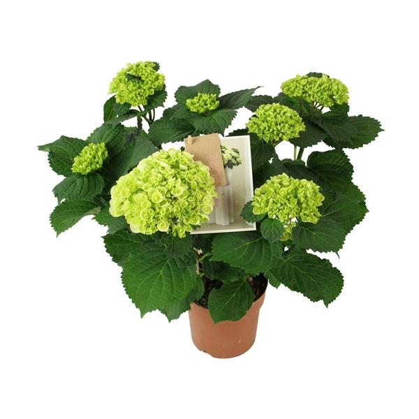 Горшечные цветы и растения оптом Hydrangea Ma Hi Ice 9+ от 6шт из Голландии с доставкой по России
