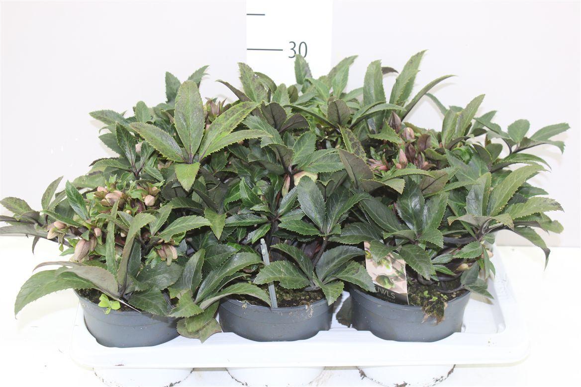 Горшечные цветы и растения оптом Helleborus Guess от 6шт из Голландии с доставкой по России