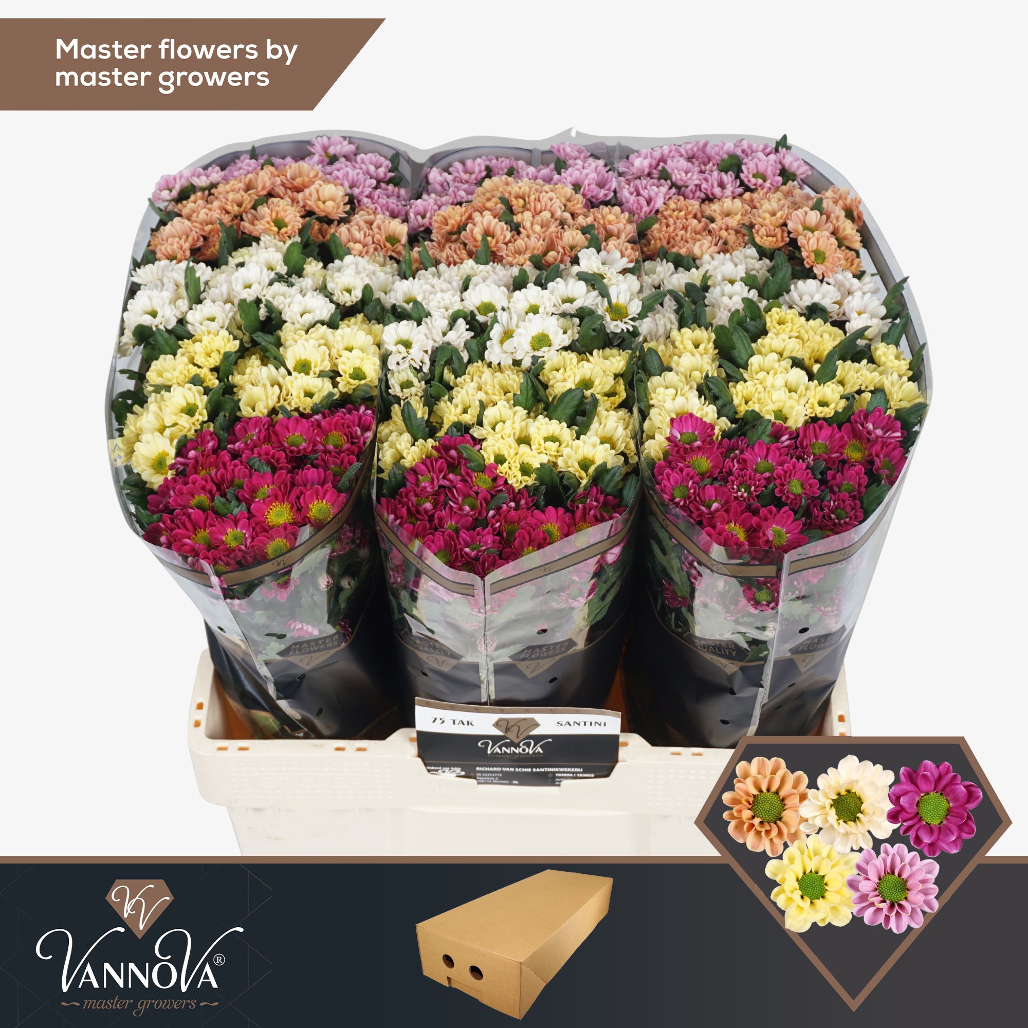 Срезанные цветы оптом Chrys sa rossi mix in bucket от 100шт из Голландии с доставкой по России