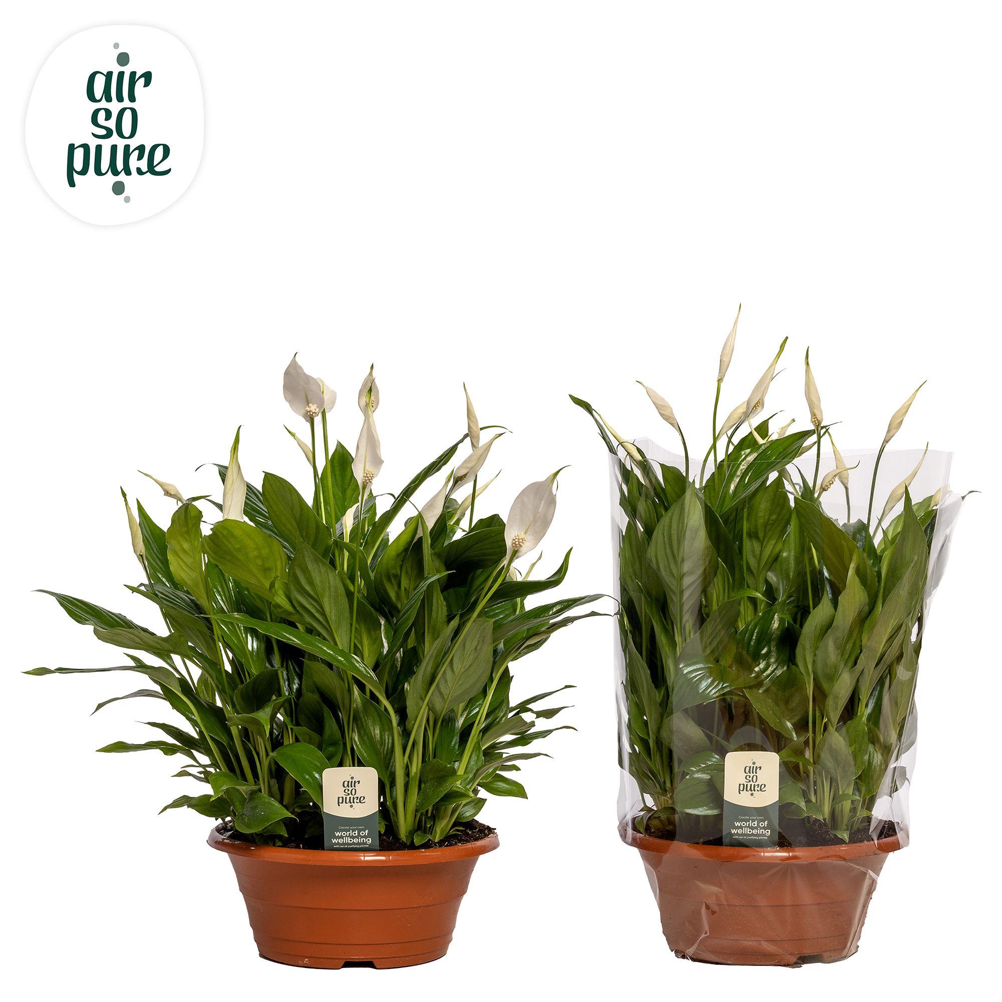 Горшечные цветы и растения оптом Spath Bellini от 2шт из Голландии с доставкой по России