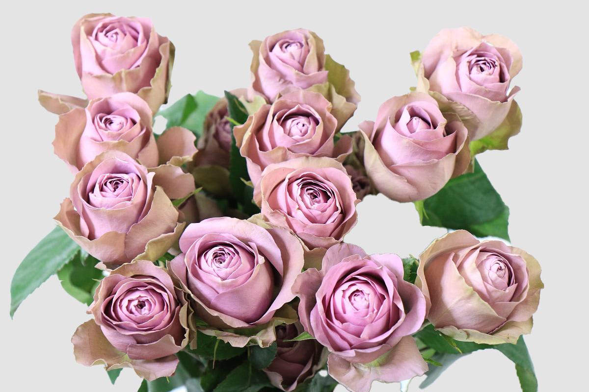 Срезанные цветы оптом Rosa ec tiara от 125шт из Голландии с доставкой по России