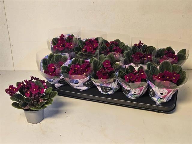 Горшечные цветы и растения оптом Saintp Ov от 10шт (для телеги) из Голландии с доставкой по России Горшечные цветы и растения оптом Saintp Ov от 10шт (для телеги) из Голландии с доставкой по России