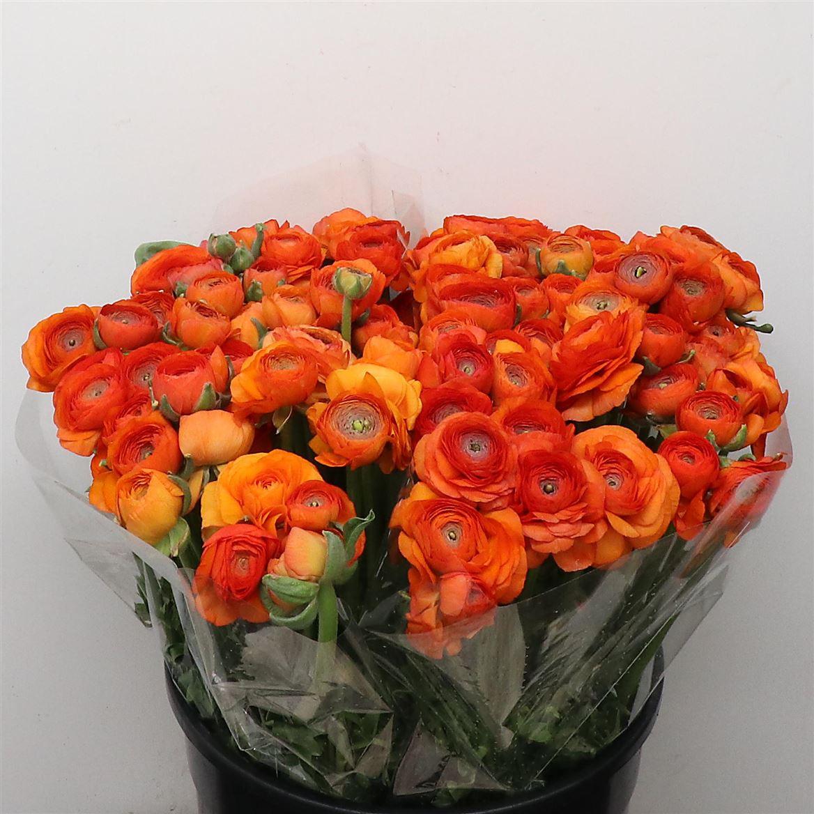 Срезанные цветы оптом Ranunculus elegance orange от 90шт из Голландии с доставкой по России Срезанные цветы оптом Ranunculus elegance orange от 90шт из Голландии с доставкой по России