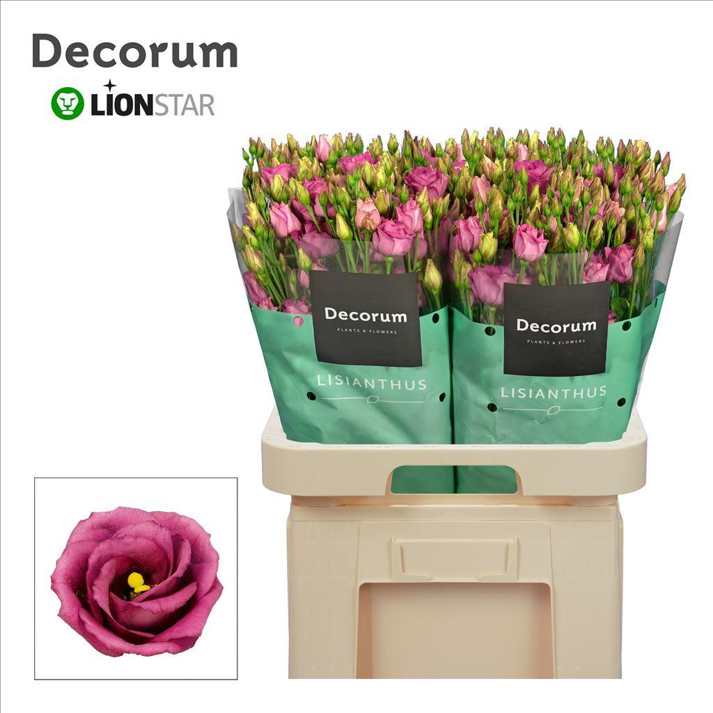 Срезанные цветы оптом Lisianthus do rosita cherry от 40шт из Голландии с доставкой по России