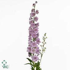 Срезанные цветы оптом Delphinium el du dewi lady от 30шт из Голландии с доставкой по России