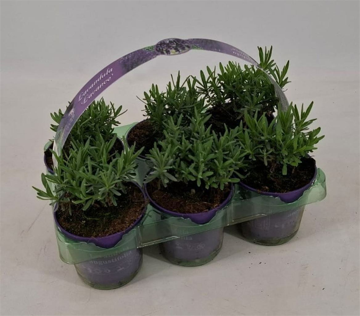 Горшечные цветы и растения оптом Lavandula Angustifolia 6-pack от 1шт из Голландии с доставкой по России