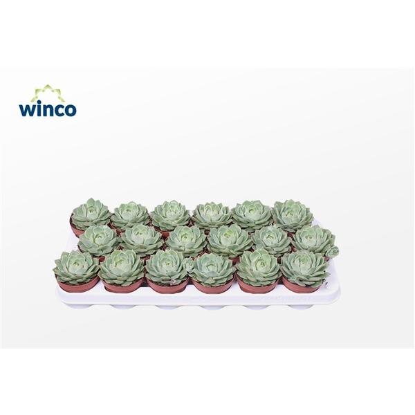 Горшечные цветы и растения оптом Echeveria Ramilette от 18шт (для телеги) из Голландии с доставкой по России