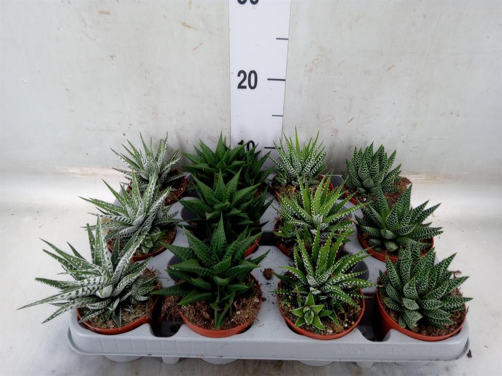 Горшечные цветы и растения оптом Haworthia   ...mix от 12шт (для телеги) из Голландии с доставкой по России