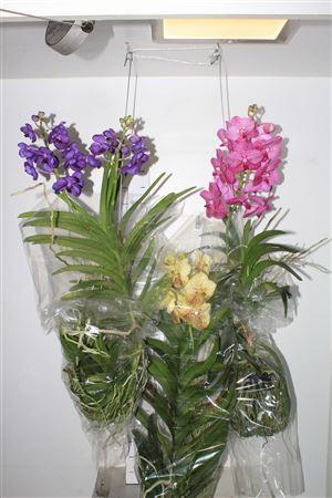 Горшечные цветы и растения оптом Van Hybriden Gem Xxl от 3шт из Голландии с доставкой по России