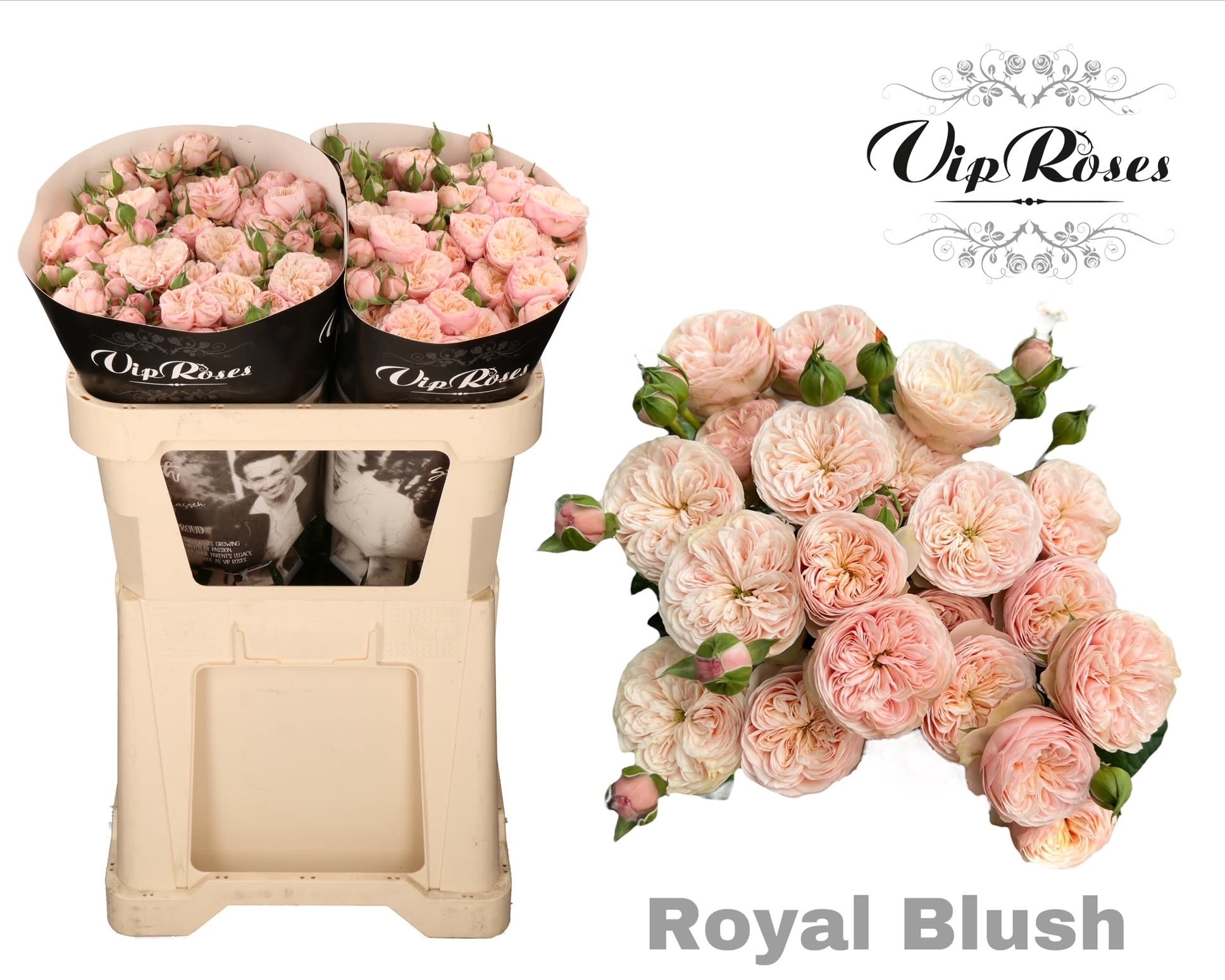 Срезанные цветы оптом Rosa spray royal blush от 20шт. из Голландии с доставкой по России
