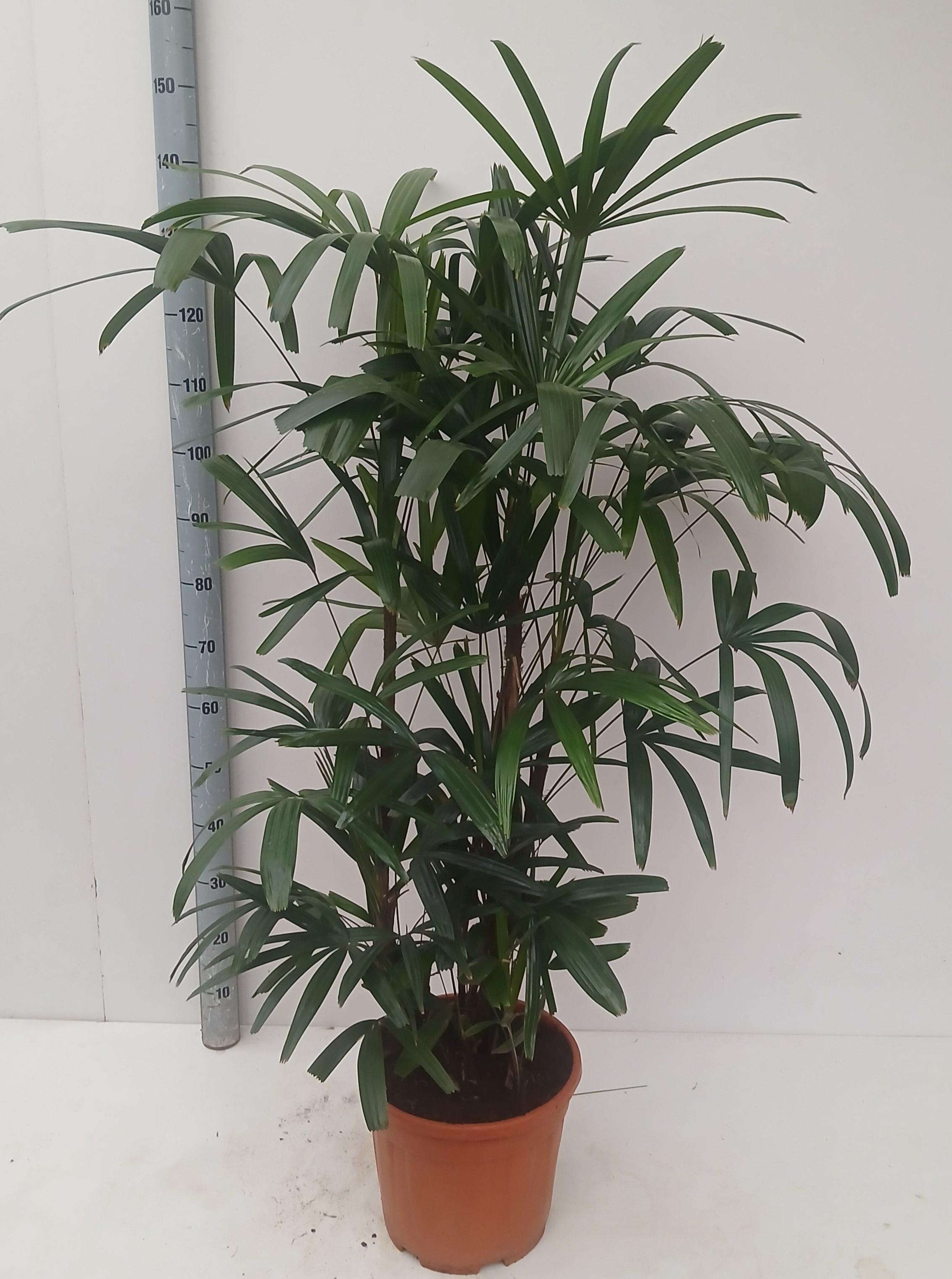 Горшечные цветы и растения оптом Rhapis Excelsa от 1шт из Голландии с доставкой по России