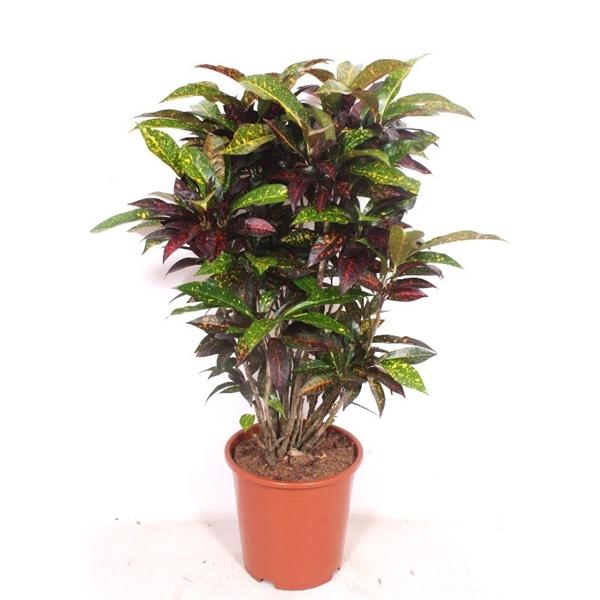 Горшечные цветы и растения оптом Codiaeum Freckles Branched от 1шт из Голландии с доставкой по России
