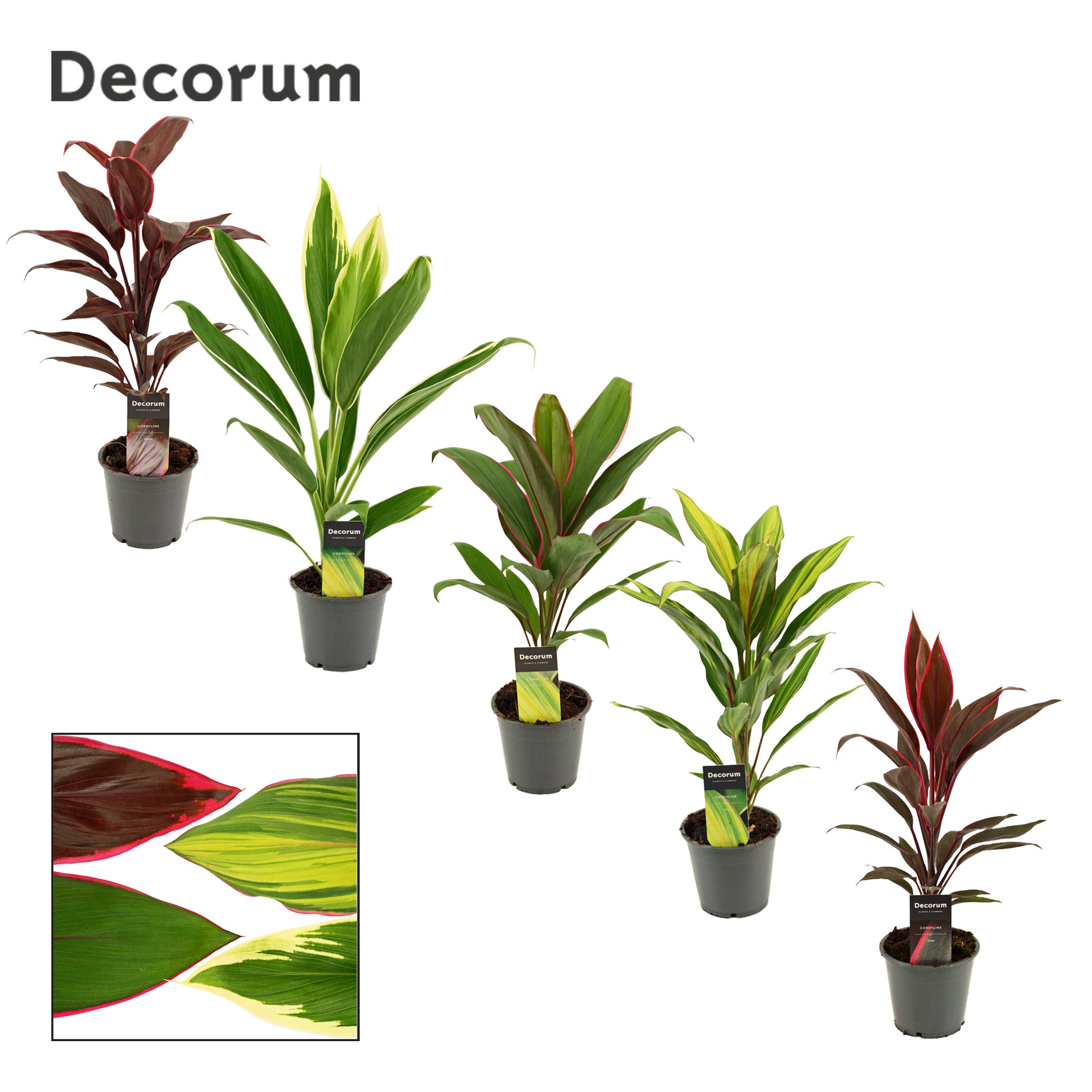 Горшечные цветы и растения оптом Cordyline Mix от 10шт из Голландии с доставкой по России
