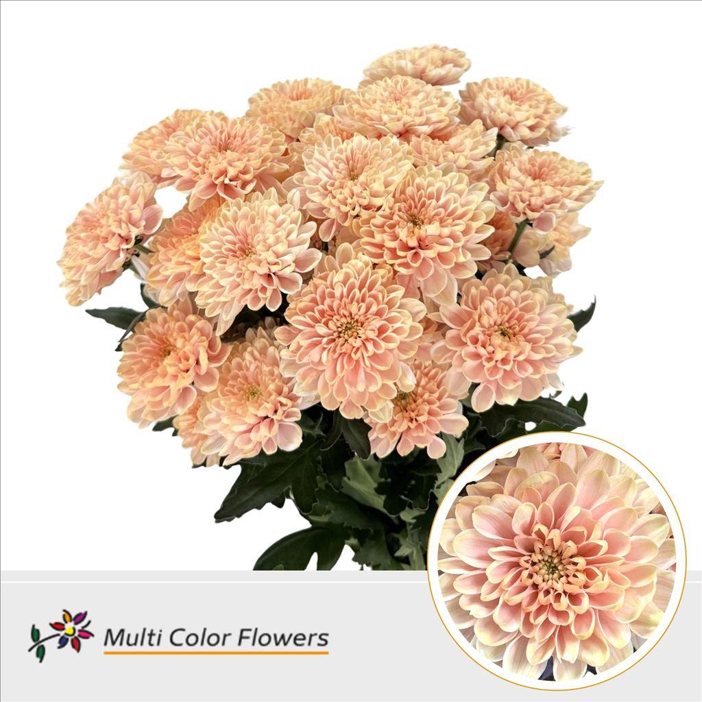 Срезанные цветы оптом Chrys sp paint altaj soft peach от 40шт из Голландии с доставкой по России