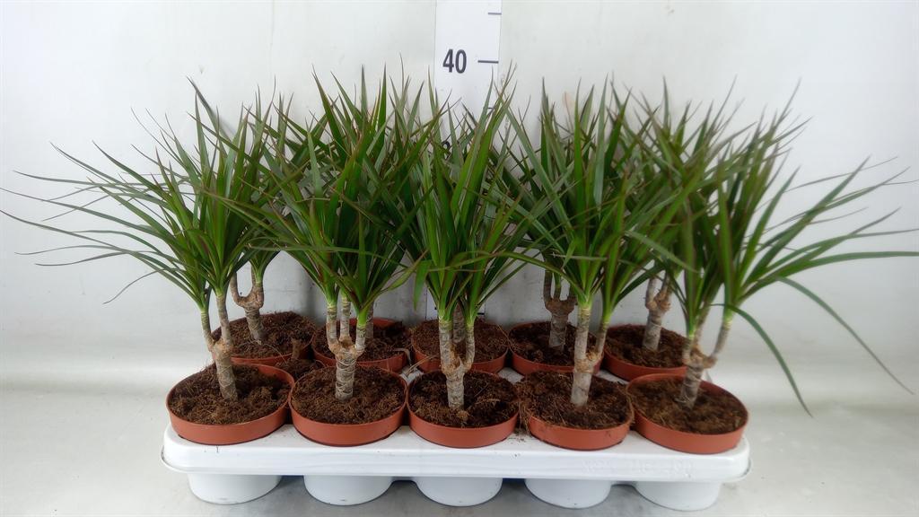 Горшечные цветы и растения оптом Dracaena Marg. от 10шт из Голландии с доставкой по России