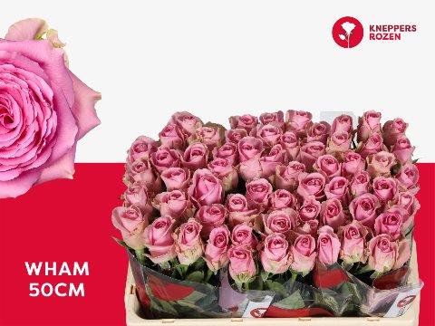 Срезанные цветы оптом Rosa large wham от 60шт из Голландии с доставкой по России