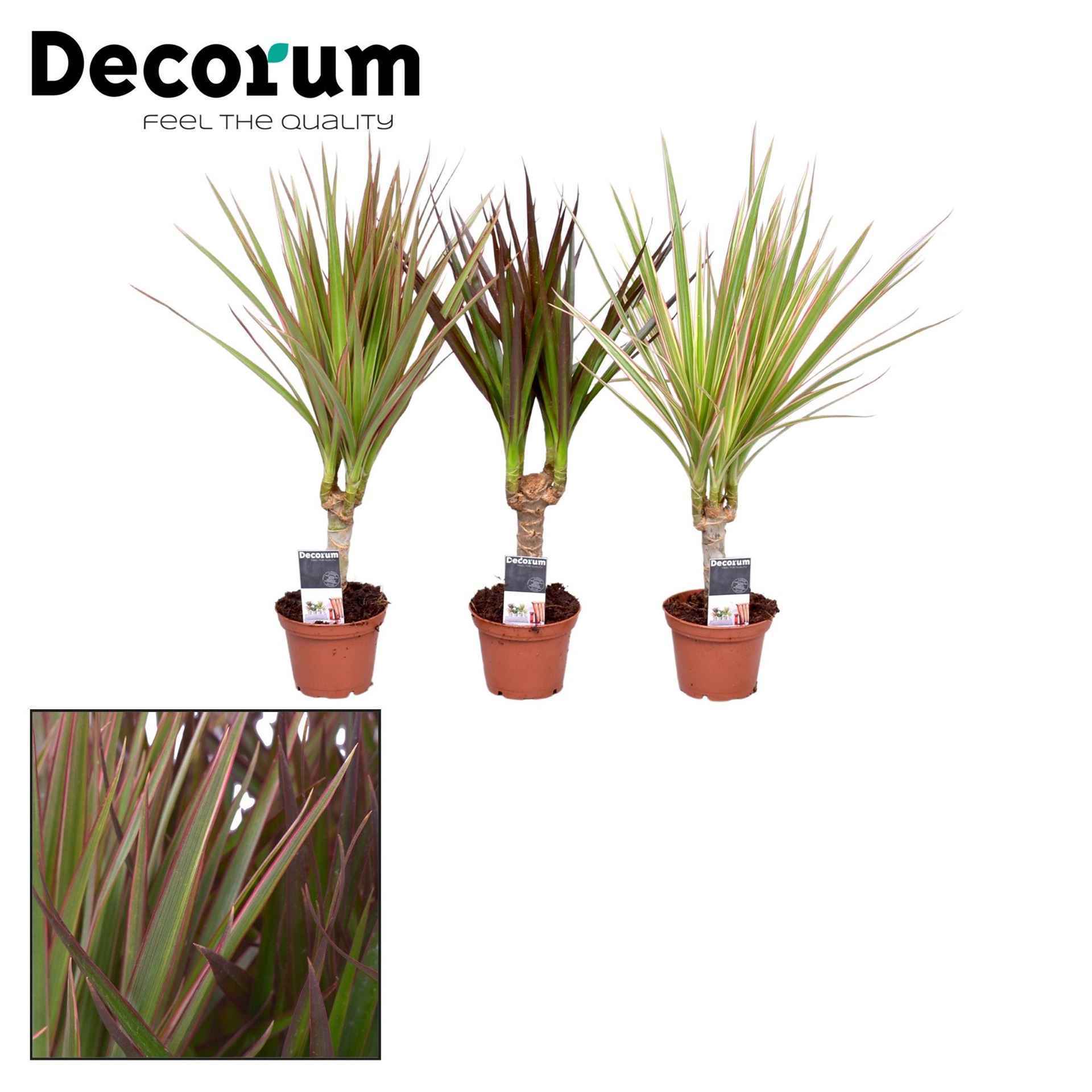 Горшечные цветы и растения оптом Dracaena Marg.   ..mix 3 от 16шт из Голландии с доставкой по России