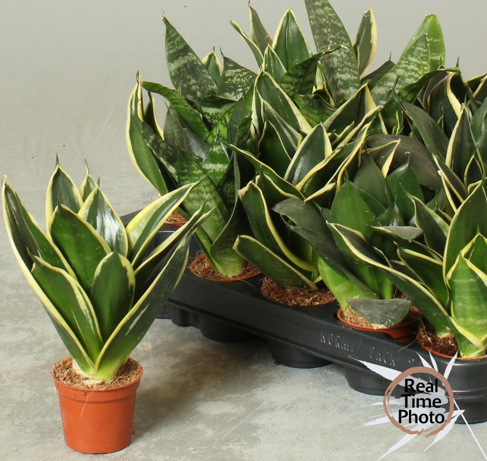 Горшечные цветы и растения оптом Sansev Trifascia  Ov от 20шт (для телеги) из Голландии с доставкой по России