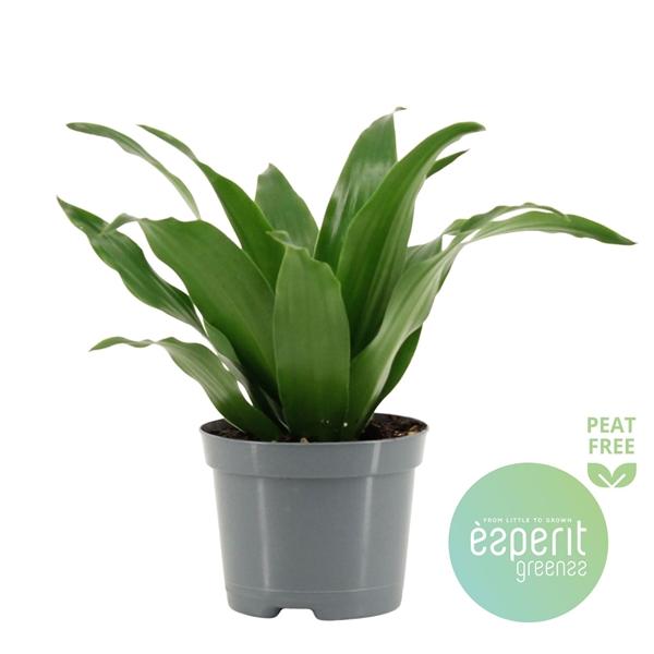 Горшечные цветы и растения оптом Drac Compacta Head от 21шт (для телеги) из Голландии с доставкой по России Горшечные цветы и растения оптом Drac Compacta Head от 21шт (для телеги) из Голландии с доставкой по России