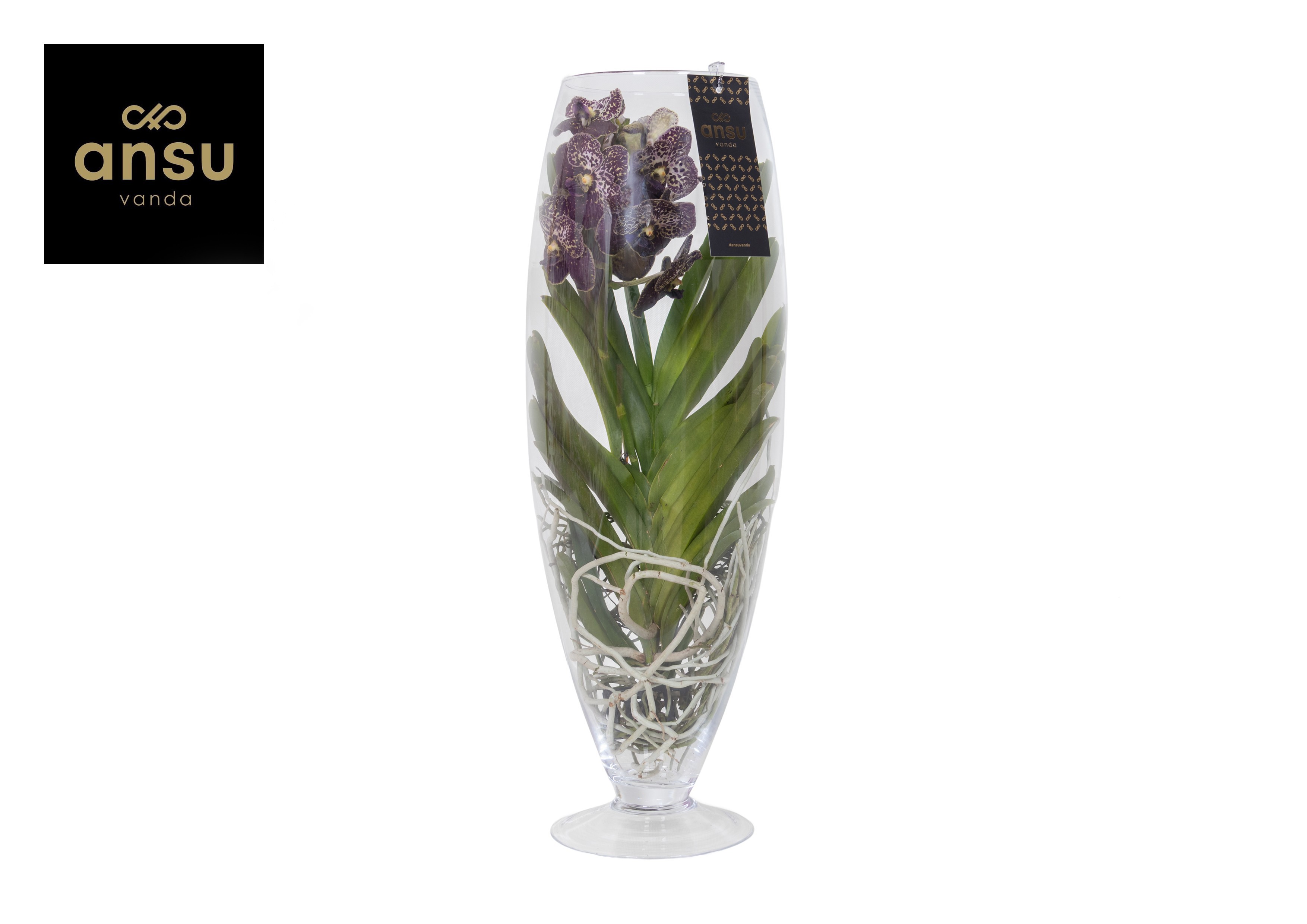 Горшечные цветы и растения оптом Vanda Champagne Brown от 1шт из Голландии с доставкой по России