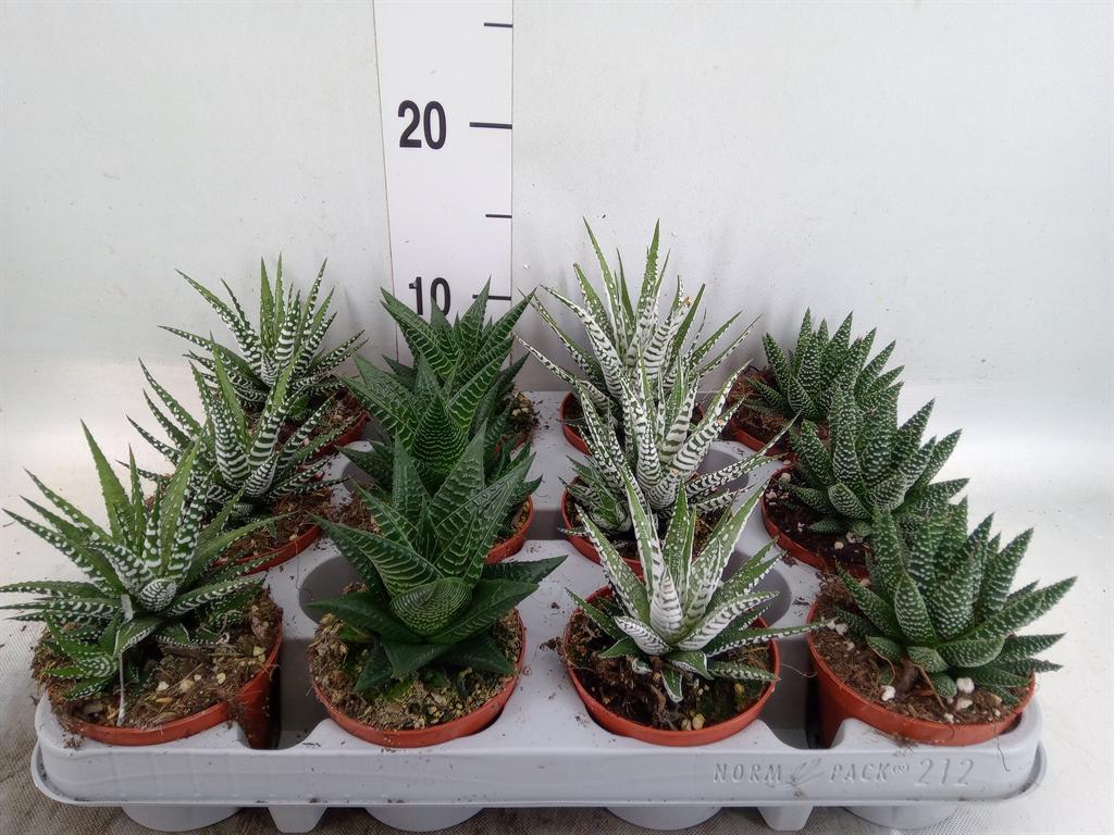 Горшечные цветы и растения оптом Haworthia De Luxe Mix от 12шт (для телеги) из Голландии с доставкой по России