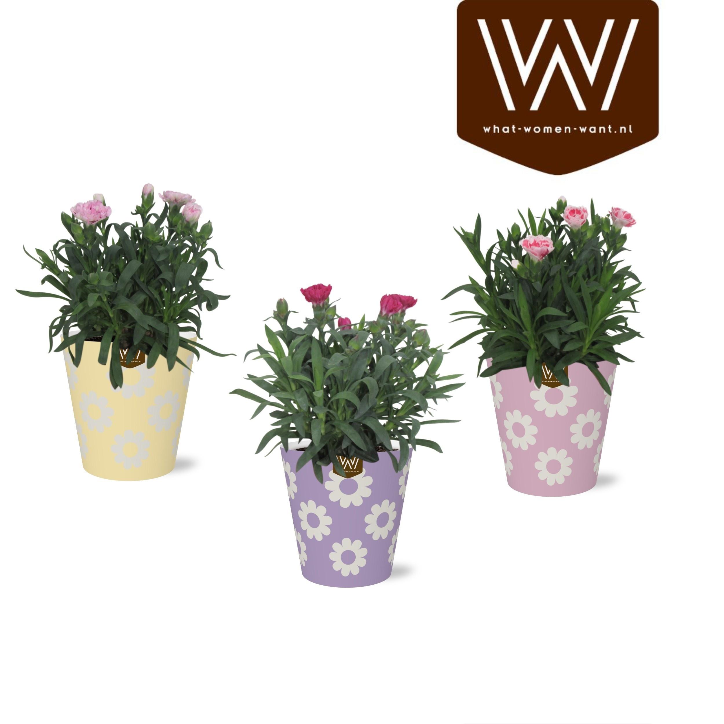Горшечные цветы и растения оптом Kamerpl Bloeiend Gem от 6шт из Голландии с доставкой по России
