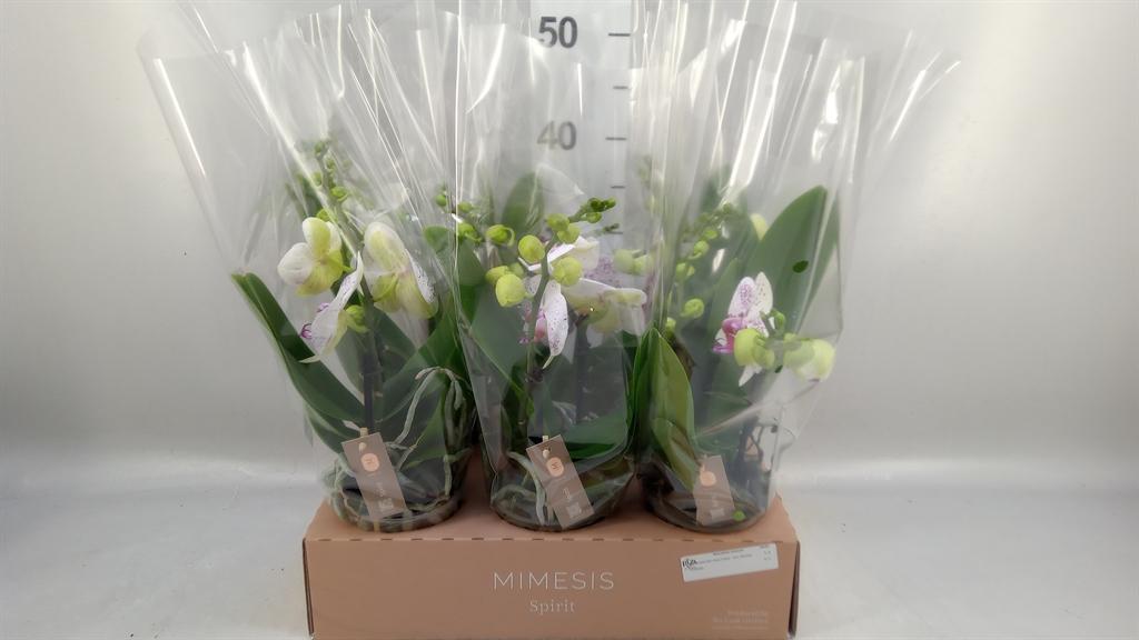 Горшечные цветы и растения оптом Phalaenopsis spiritwhite Special от 6шт из Голландии с доставкой по России