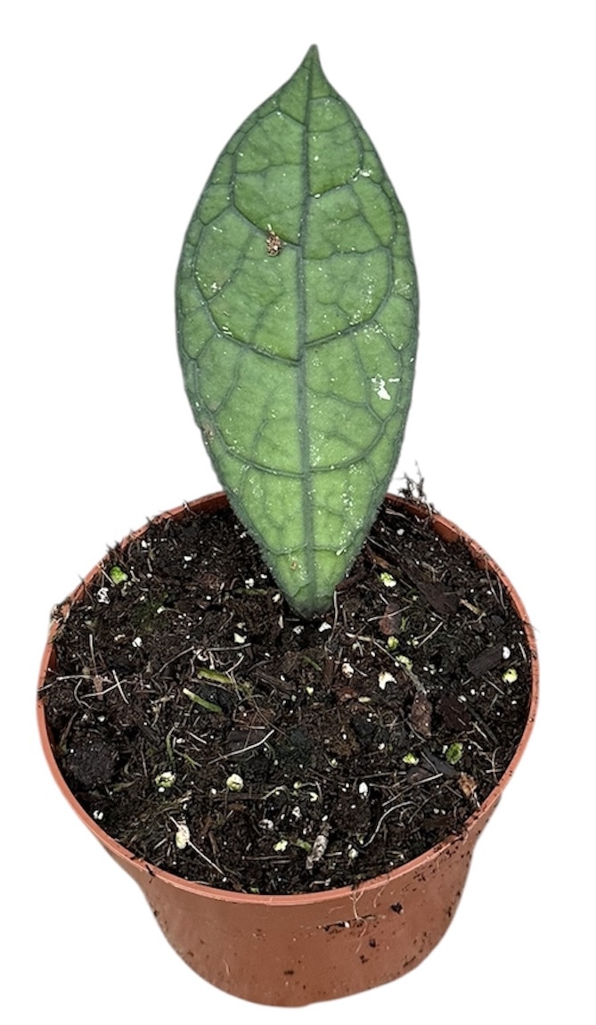 Горшечные цветы и растения оптом Hoya Clemensiorum Dark Leaf от 1шт из Голландии с доставкой по России