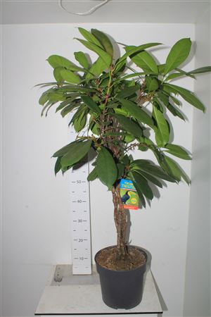 Горшечные цветы и растения оптом Ficus Cyatistipula ** Twister ** от 1шт из Голландии с доставкой по России