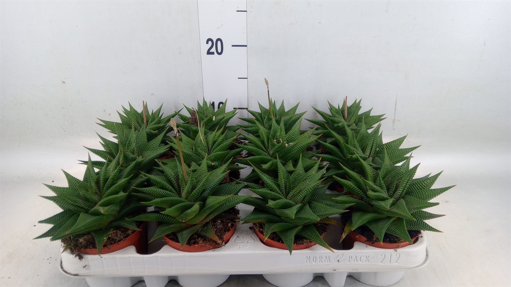 Горшечные цветы и растения оптом Haworthia Limifolia от 12шт (для телеги) из Голландии с доставкой по России