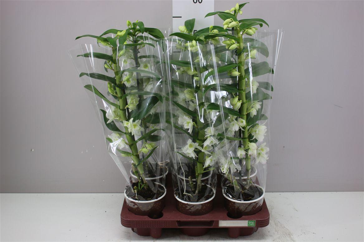 Горшечные цветы и растения оптом Dendrobium Nobilee Wit 1 Tak от 6шт из Голландии с доставкой по России