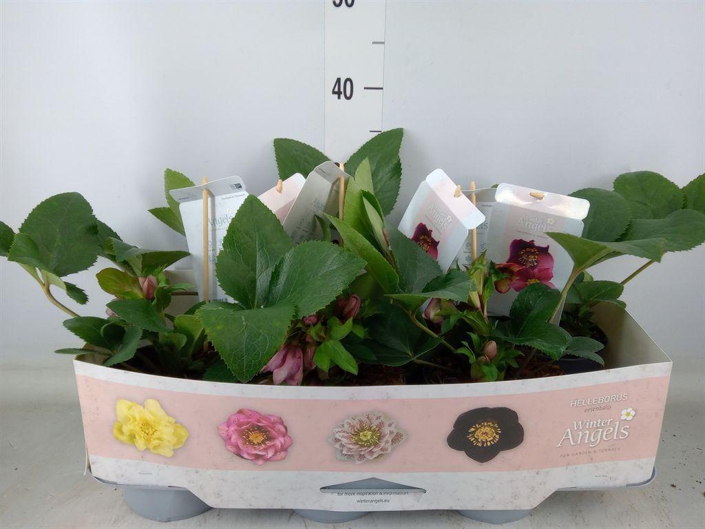 Горшечные цветы и растения оптом Helleborus   ... от 6шт из Голландии с доставкой по России