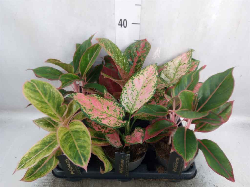 Горшечные цветы и растения оптом Aglaonema   ... от 6шт' из Голландии с доставкой по России