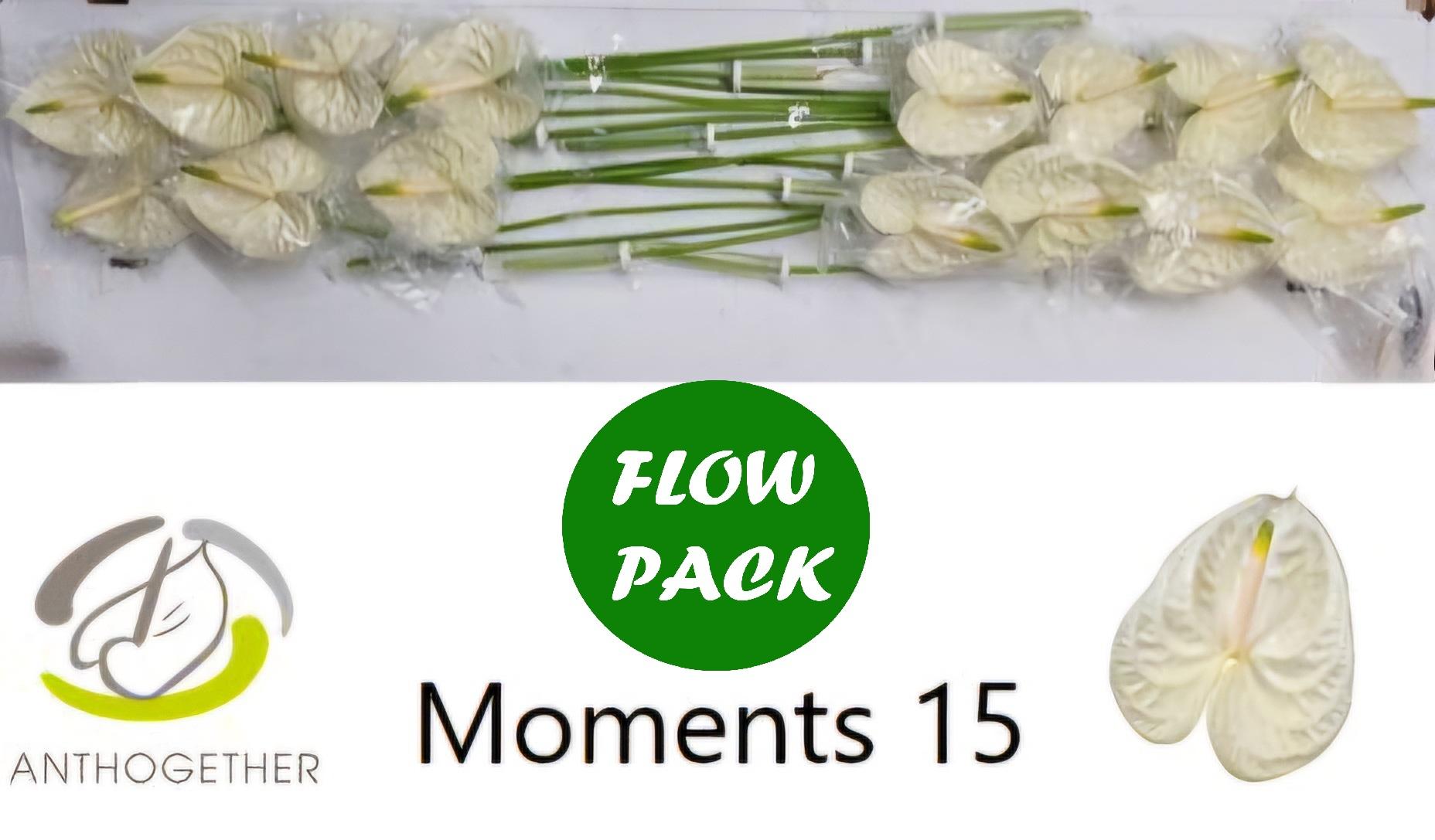 Срезанные цветы оптом Anthurium moments от 15шт из Голландии с доставкой по России