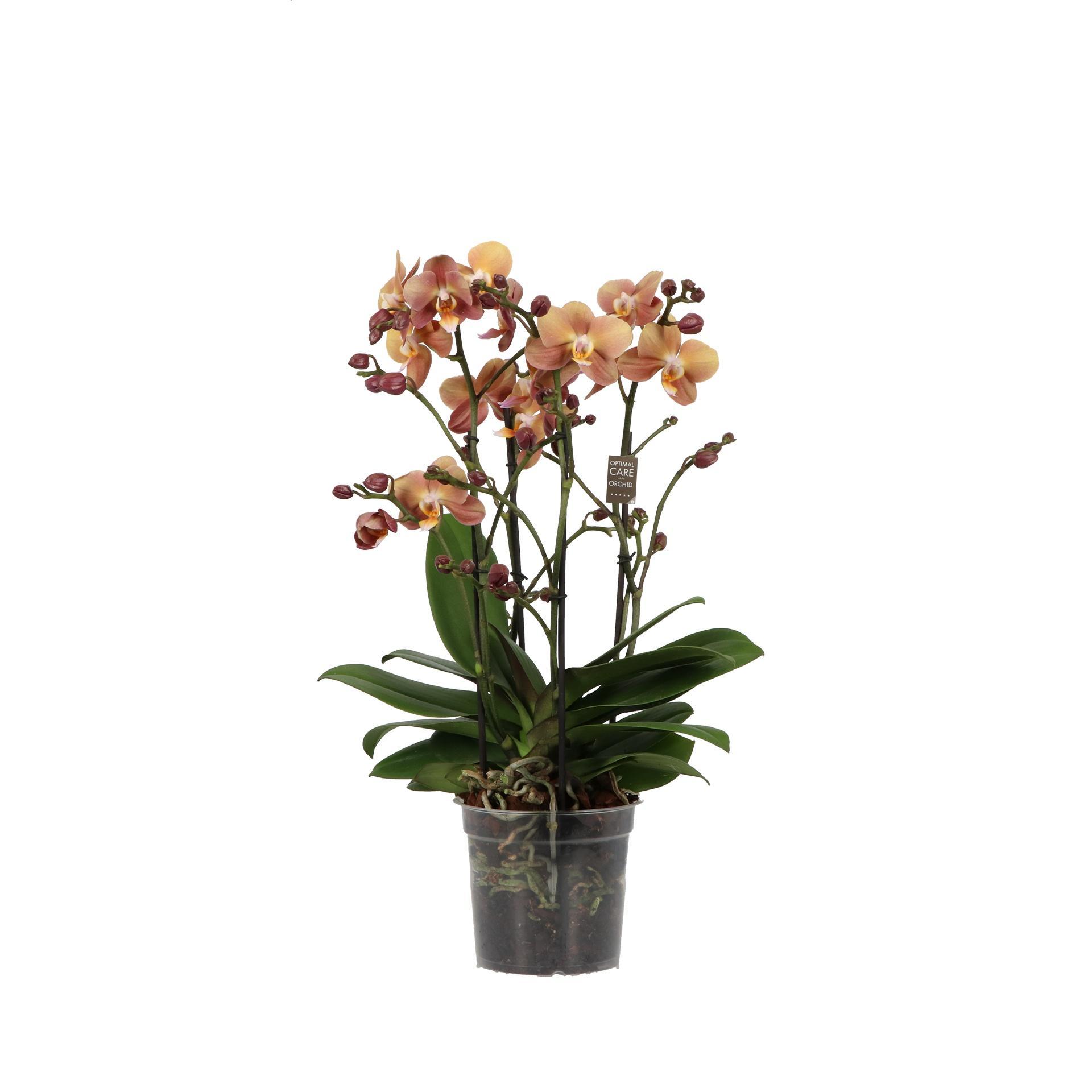 Горшечные цветы и растения оптом Phalaenopsis Mf. Monaco от 6шт из Голландии с доставкой по России
