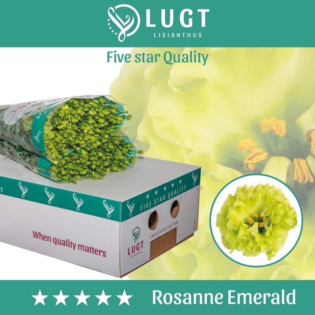 Срезанные цветы оптом Lisianthus do rosanne emerald от 140шт из Голландии с доставкой по России