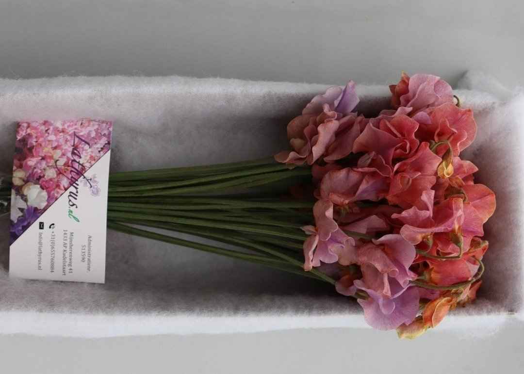 Срезанные цветы оптом Lathyrus paint lavender magic от 30шт из Голландии с доставкой по России
