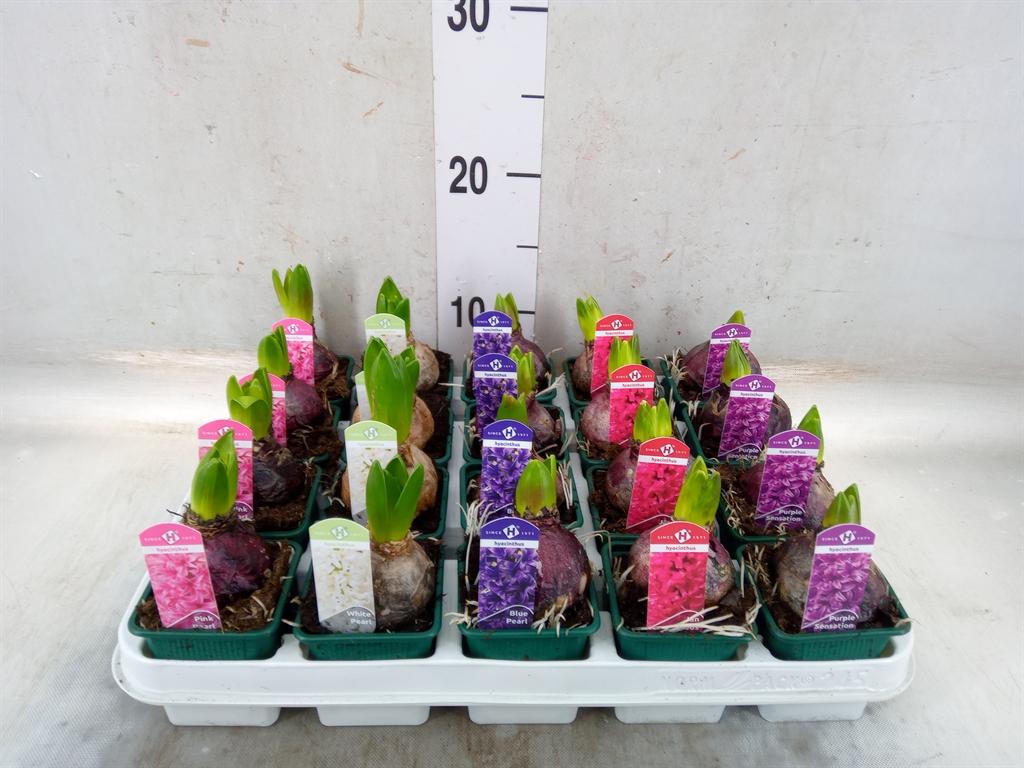 Горшечные цветы и растения оптом Hyacinthus Orie.   ...mix 5 от 20шт (для телеги) из Голландии с доставкой по России