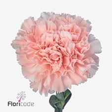 Срезанные цветы оптом Dianthus st alcazar от 400шт из Голландии с доставкой по России