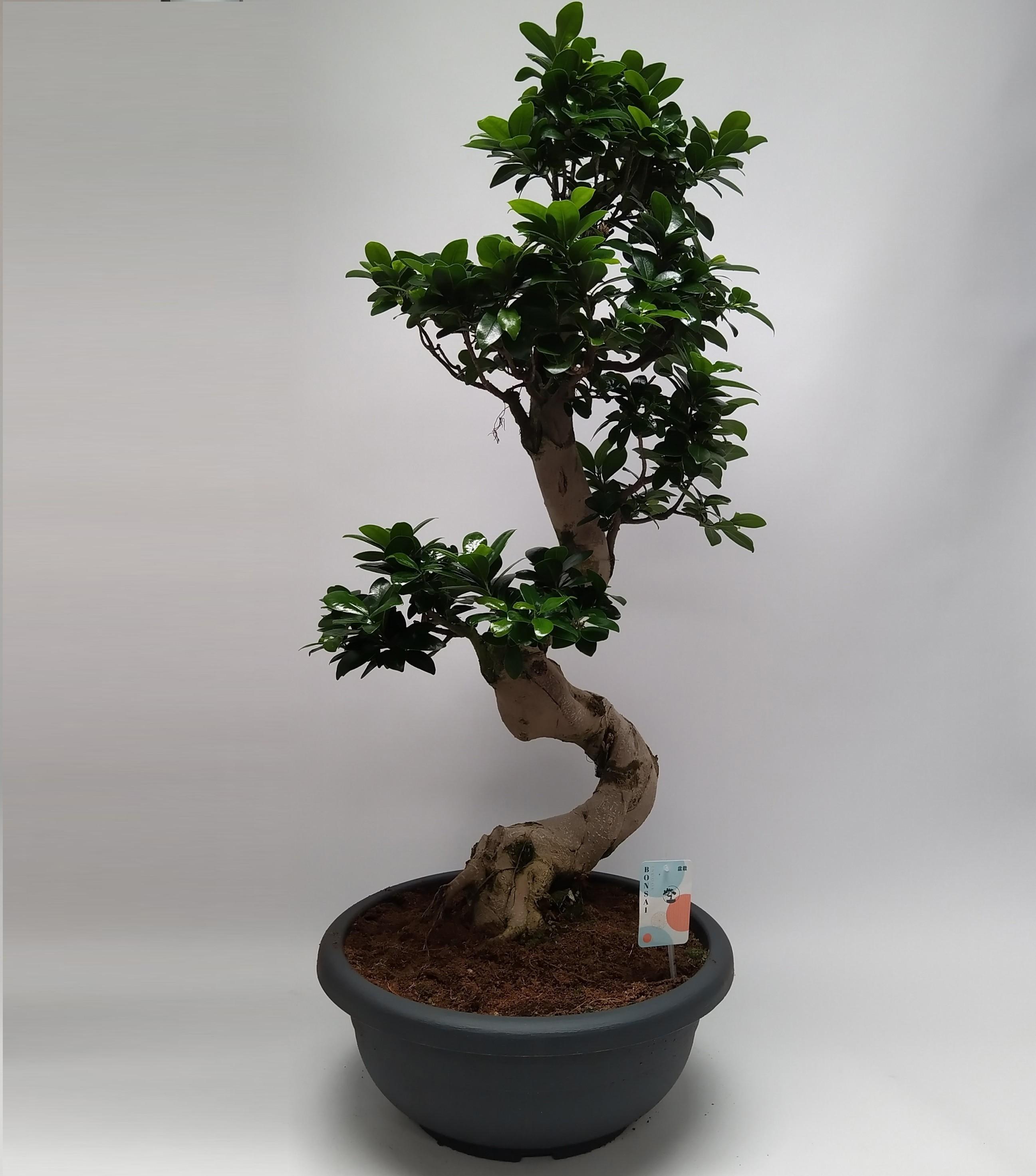Горшечные цветы и растения оптом Ficus Ginseng S-shape Bonsai от 1шт из Голландии с доставкой по России