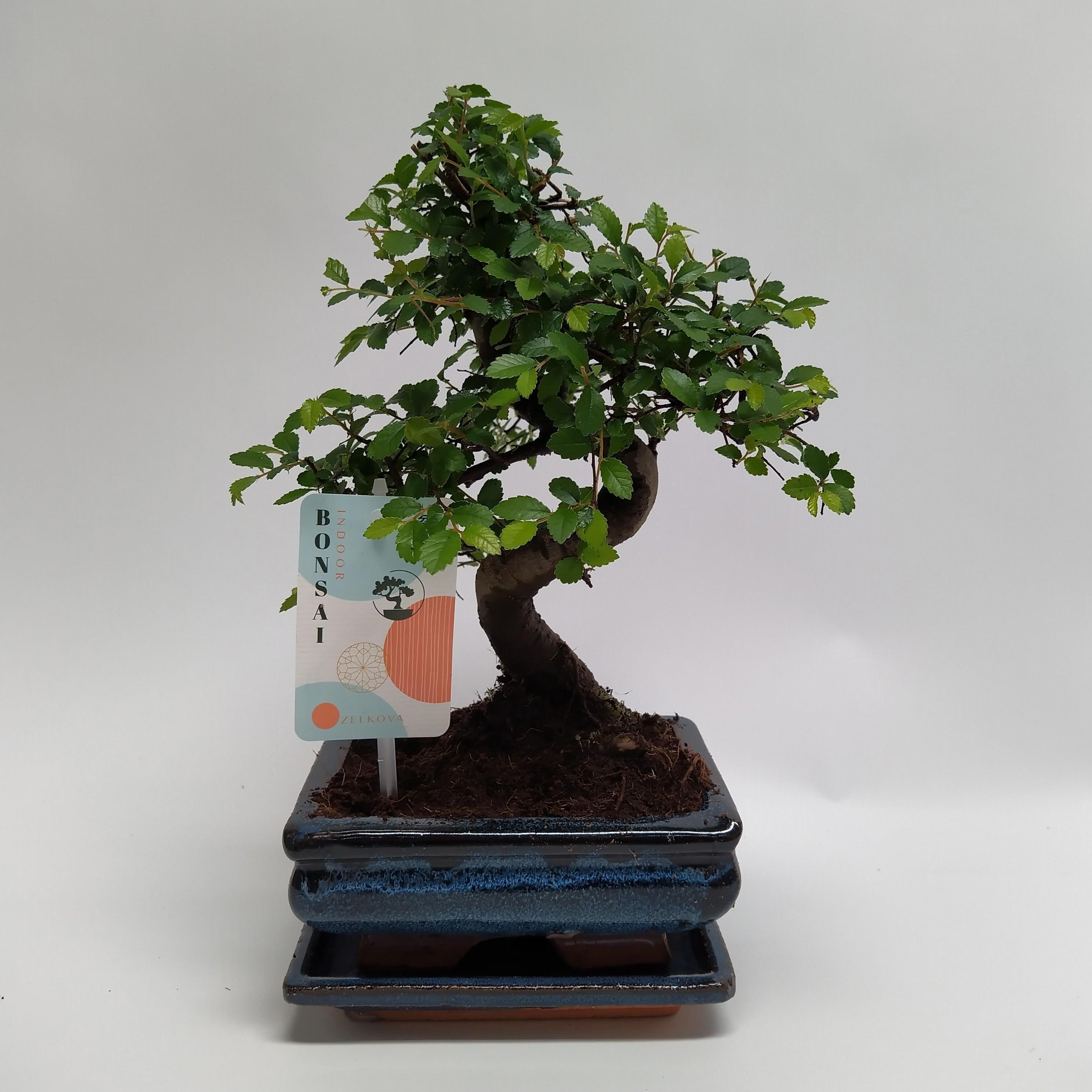 Горшечные цветы и растения оптом Bonsai Zelkova S-shape Traditional от 10шт из Голландии с доставкой по России