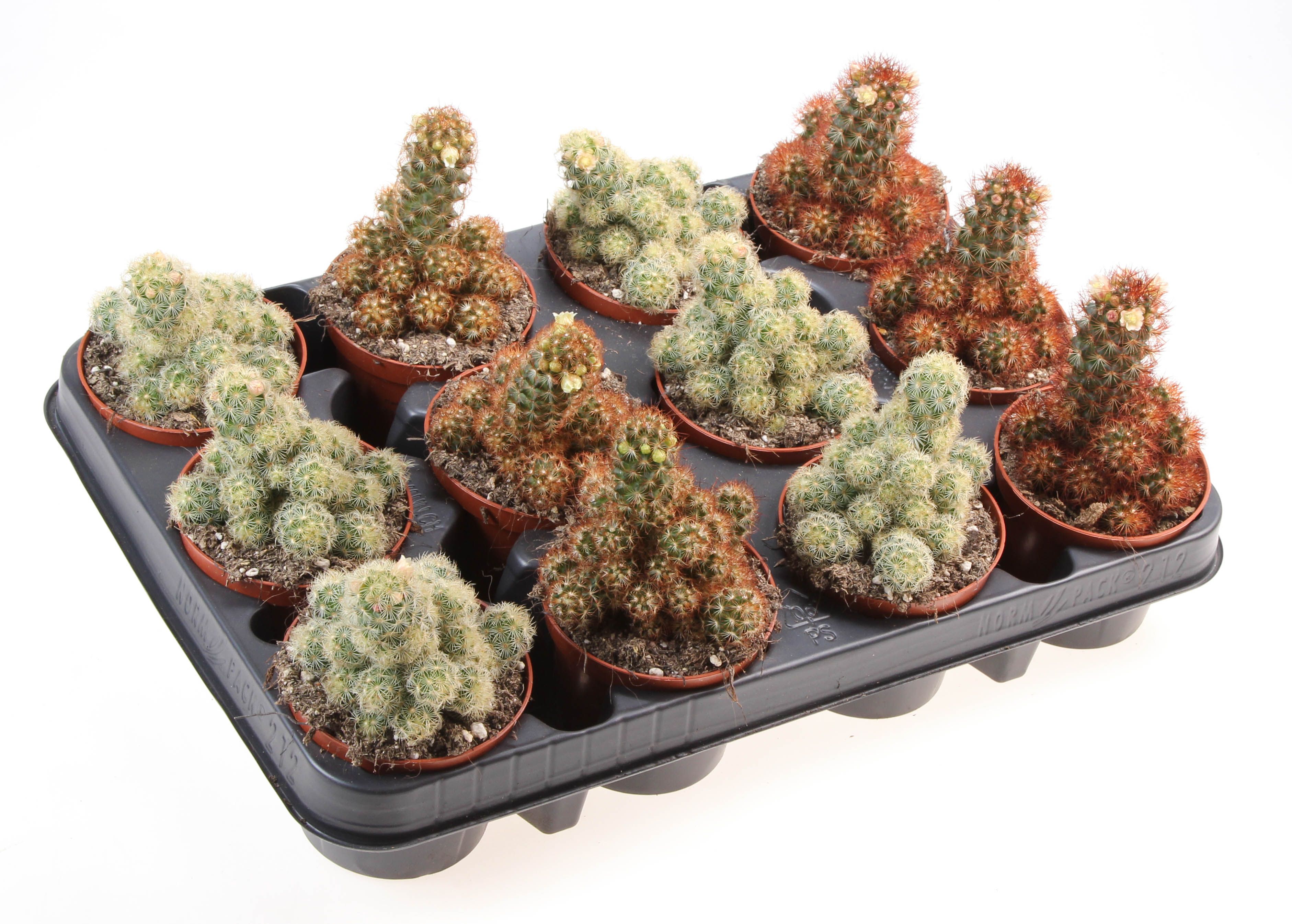 Горшечные цветы и растения оптом Cactus Elongata Mix от 12шт (для телеги) из Голландии с доставкой по России